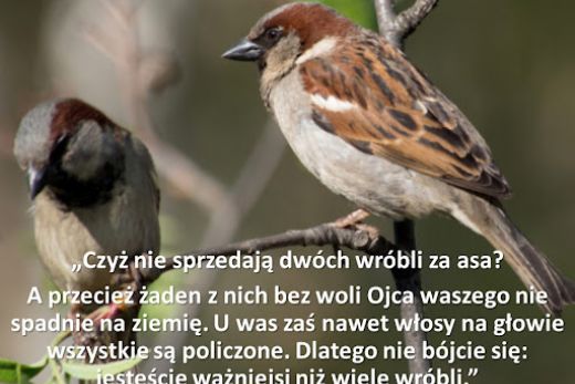 U was zaś policzone są&nbsp;nawet wszystkie włosy na&nbsp;głowie.